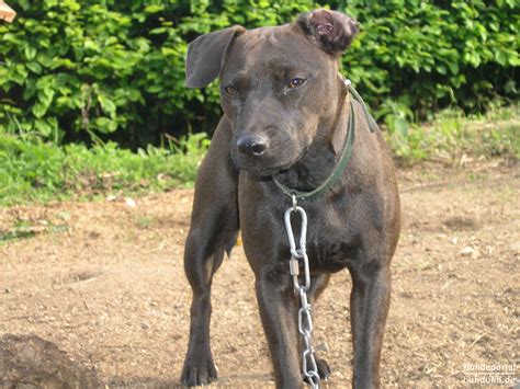 pater terrier